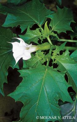 Datura stramonium L. 2.Kép