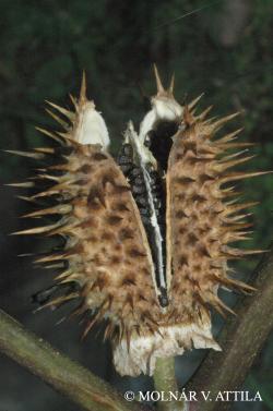 Datura stramonium L. 3.Kép