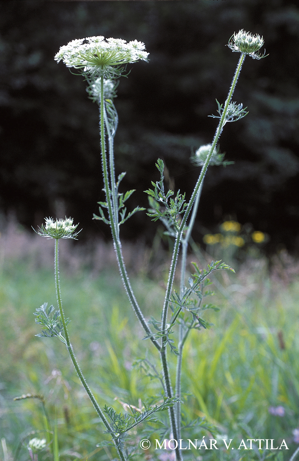 Daucus carota L.