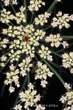 Daucus carota L. 2.Kép