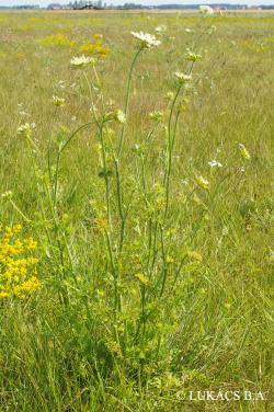 Daucus carota L. 3.Kép