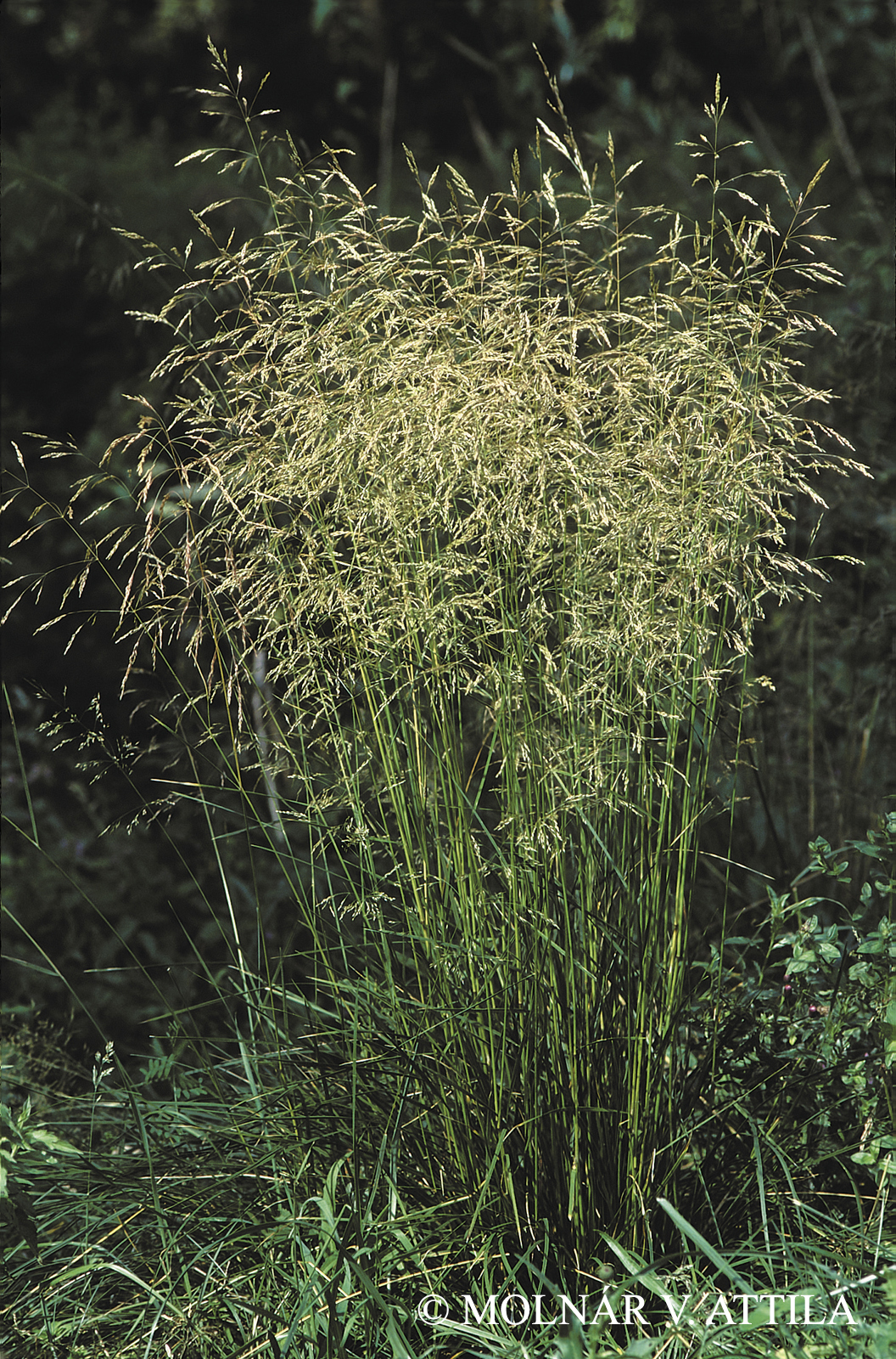 Deschampsia caespitosa (L.) Beauv.