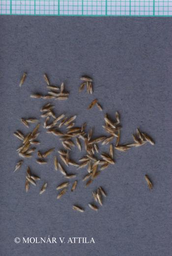 Deschampsia caespitosa (L.) Beauv. 3.Image