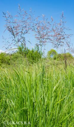 Deschampsia caespitosa (L.) Beauv. 2.Image