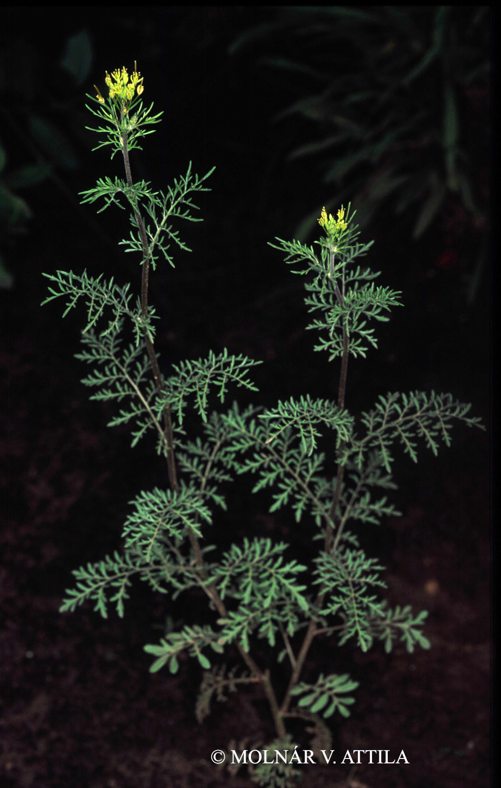 Descurainia sophia (L.) Webb
