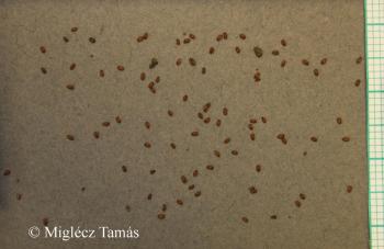 Descurainia sophia (L.) Webb 4.Image