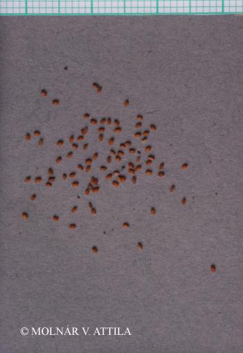 Descurainia sophia (L.) Webb 5.Image