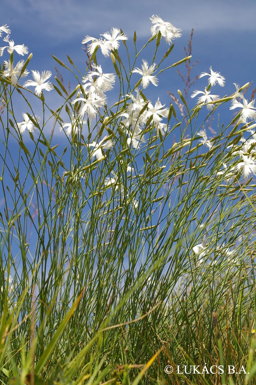 Dianthus arenarius agg.