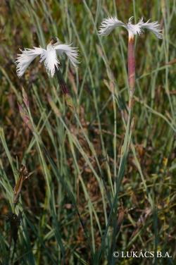 Dianthus arenarius agg. 2.Image