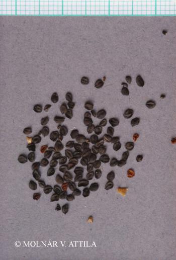 Dianthus arenarius agg. 4.Image