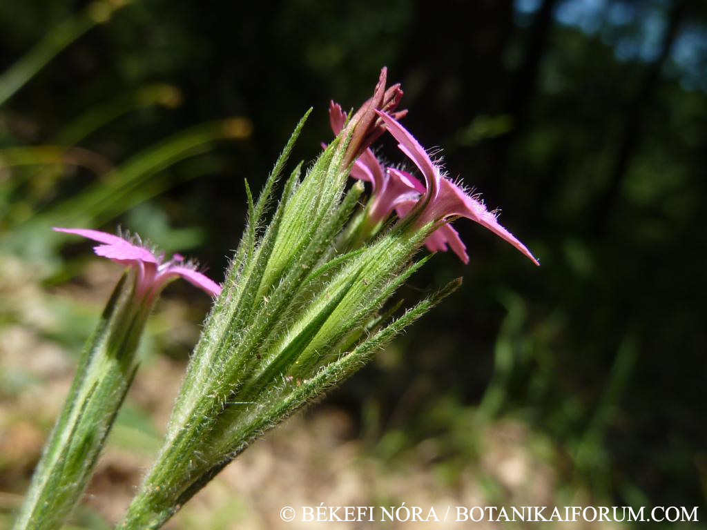 Dianthus armeria L.