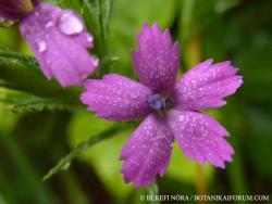 Dianthus armeria L. 2.Image