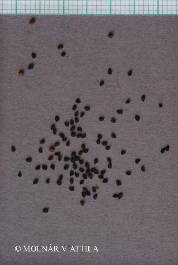 Dianthus armeria L. 3.Image