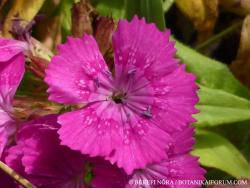 Dianthus barbatus L. 2.Kép