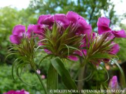 Dianthus barbatus L. 1.Kép