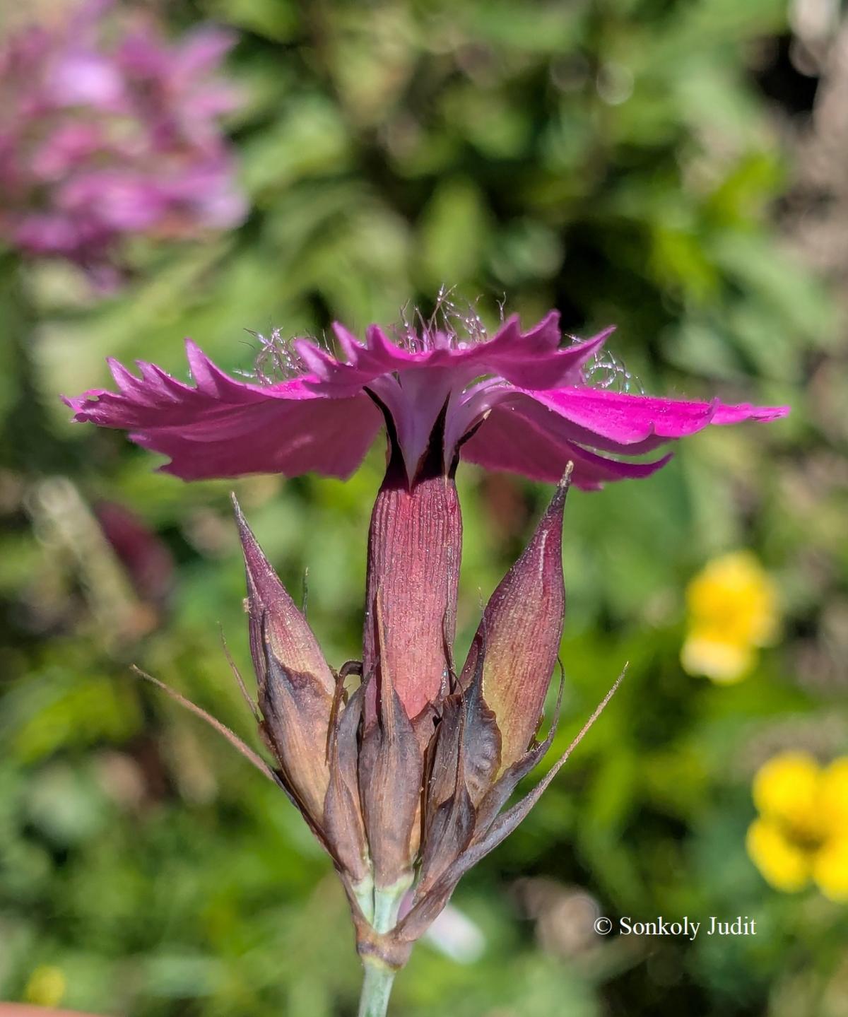 Dianthus carthusianorum L.