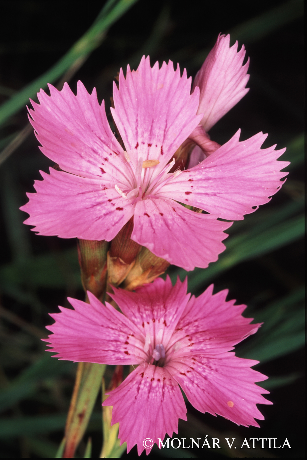 Dianthus collinus Waldst. et Kit.