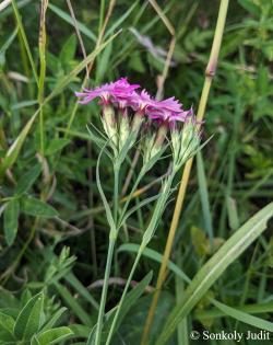 Dianthus collinus Waldst. et Kit. 4.Image