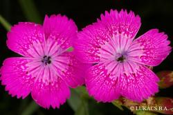 Dianthus collinus Waldst. et Kit. 3.Image