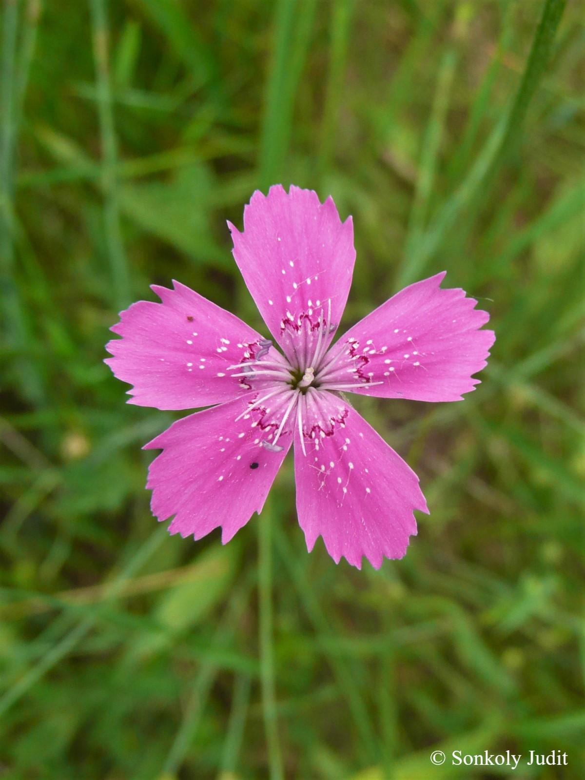 Dianthus deltoides L.