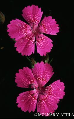 Dianthus deltoides L. 2.Kép