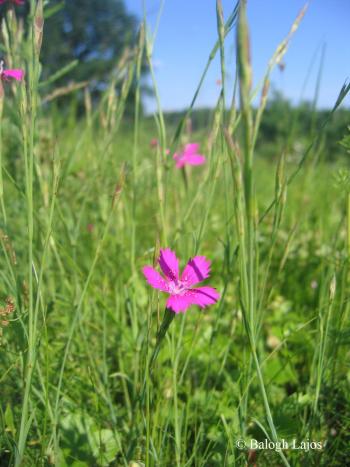 Dianthus deltoides L. 4.Kép