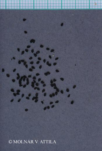 Dianthus deltoides L. 3.Kép