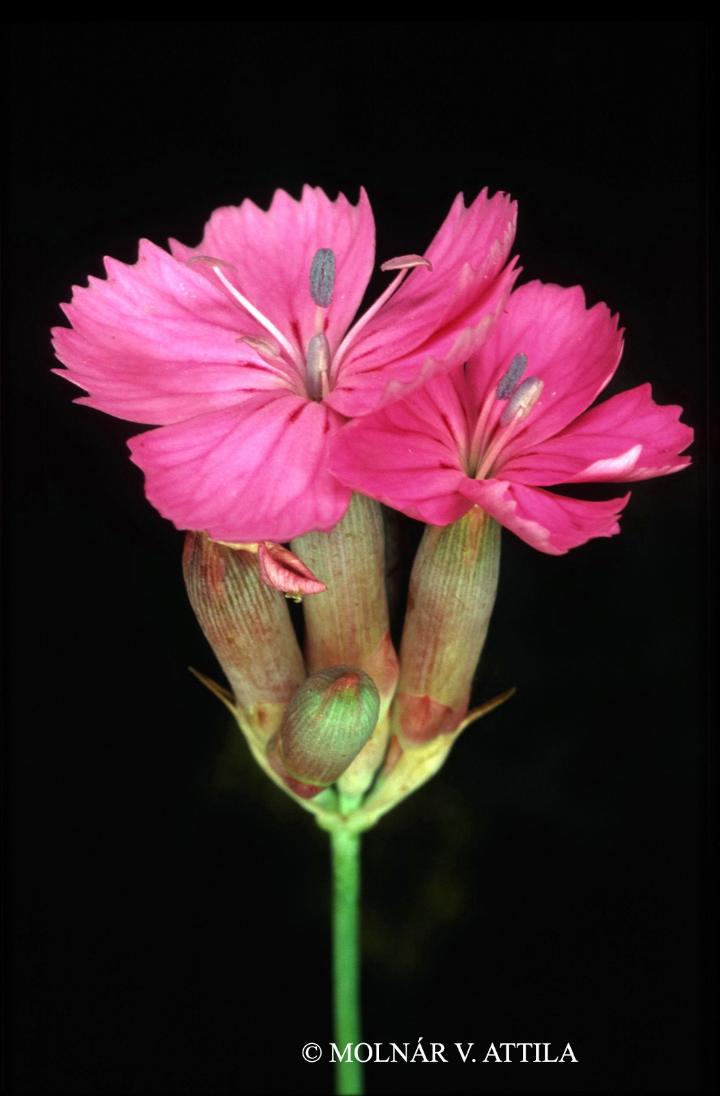 Dianthus diutinus Kit.