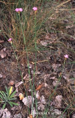 Dianthus diutinus Kit. 2.Kép