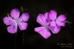 Dianthus diutinus Kit. 3.Kép