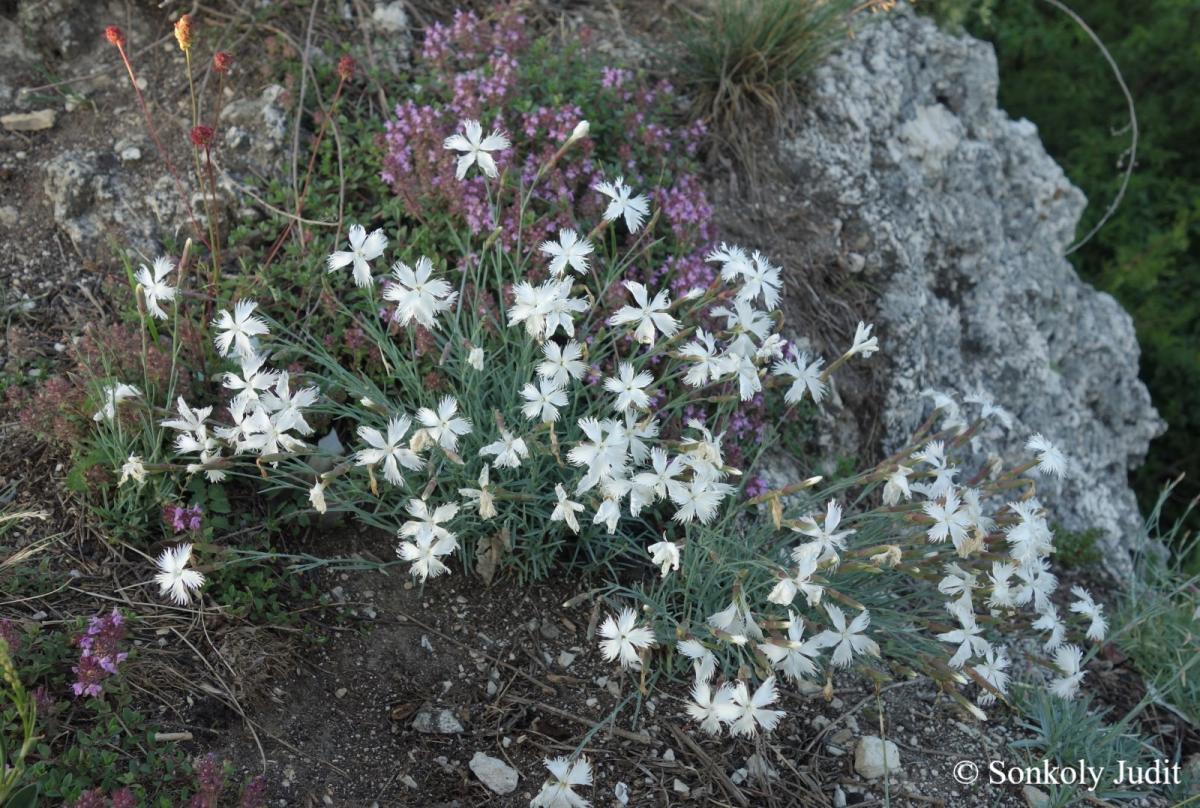 Dianthus plumarius agg.