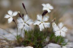 Dianthus plumarius agg. 2.Image