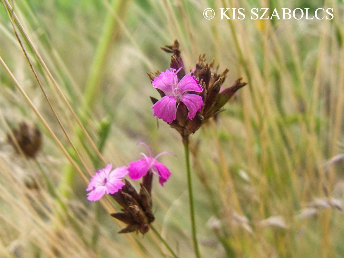 Dianthus pontederae A. Kern. s. l.