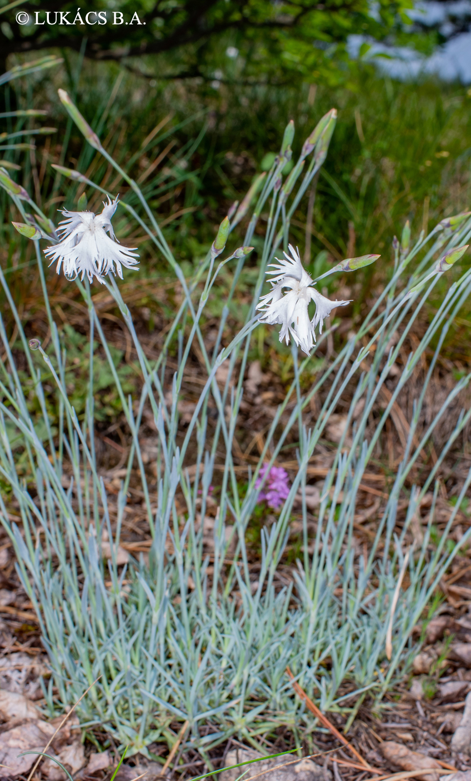 Dianthus serotinus Waldst. Et Kit.