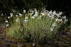 Dianthus serotinus Waldst. Et Kit. 2.Image