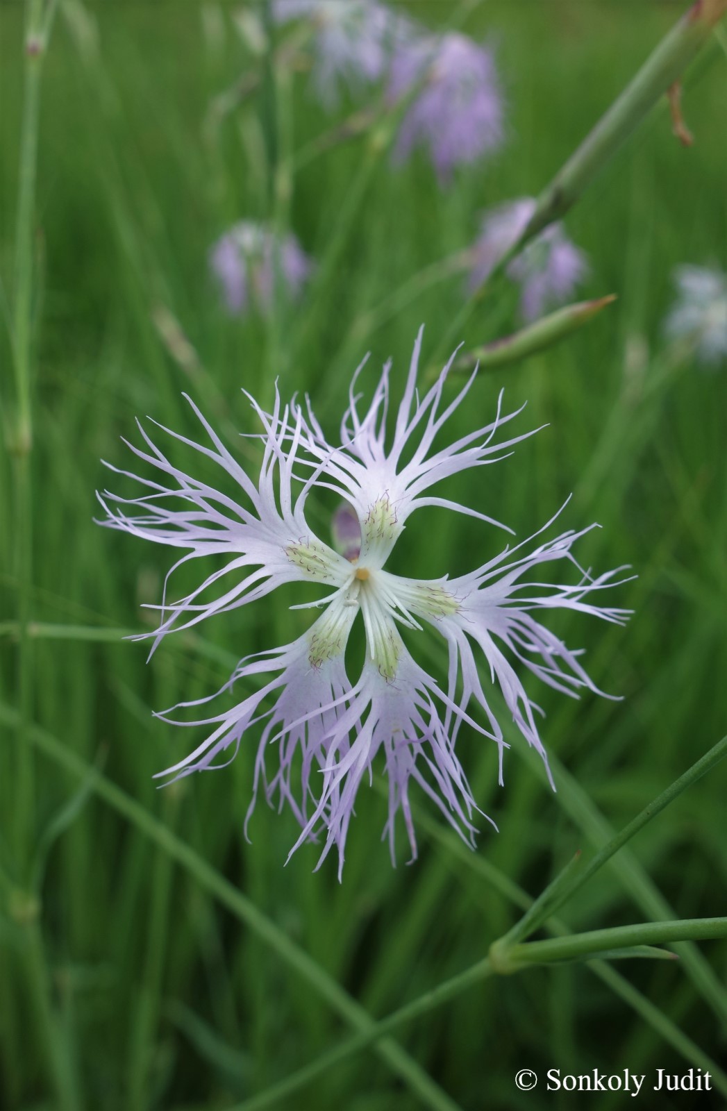 Dianthus superbus L.
