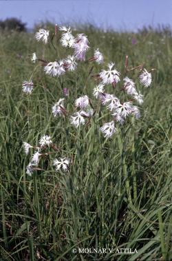 Dianthus superbus L. 2.Kép