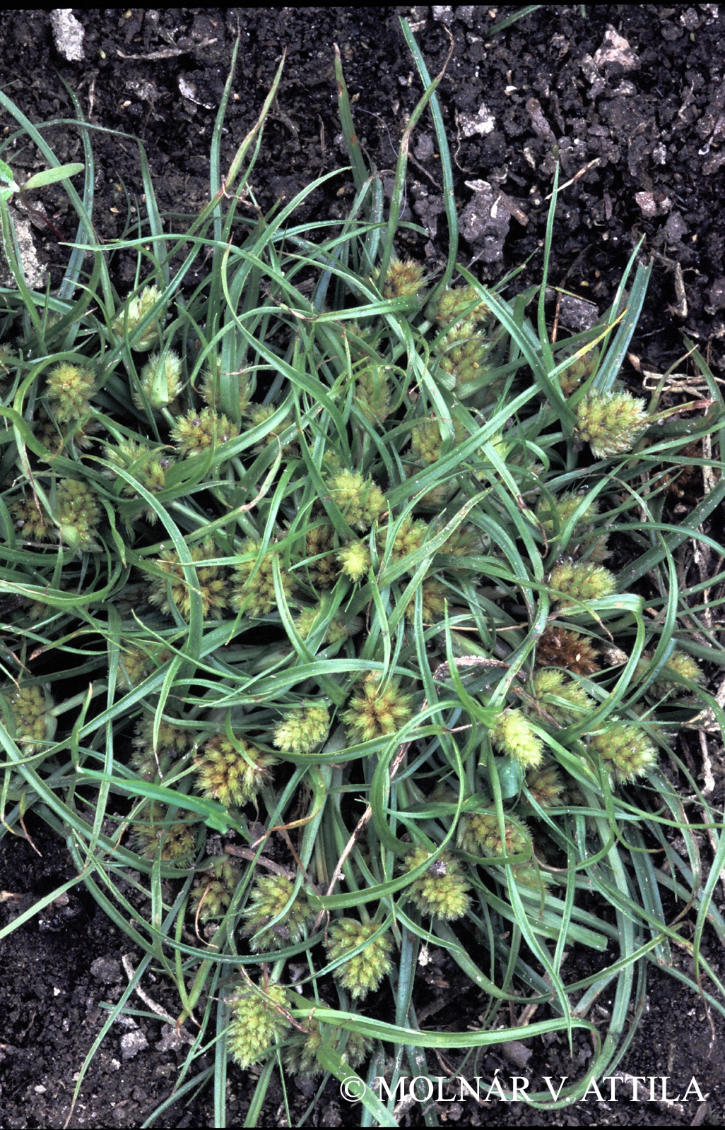 Dichostylis micheliana (L.) Nees