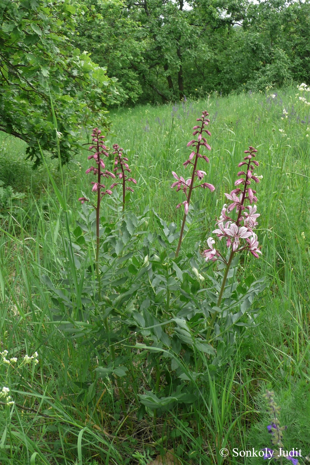 Dictamnus albus L.