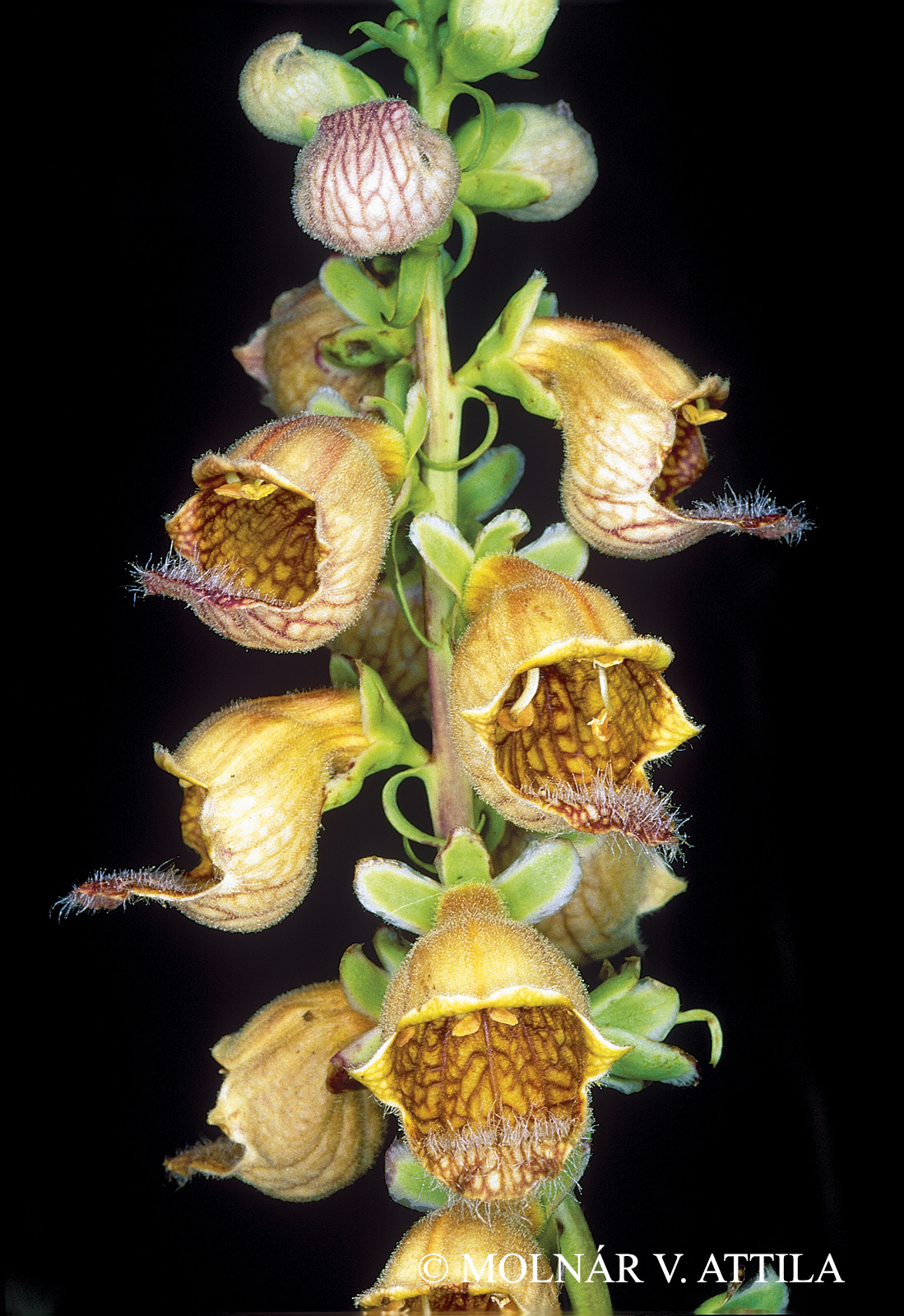 Digitalis ferruginea L.