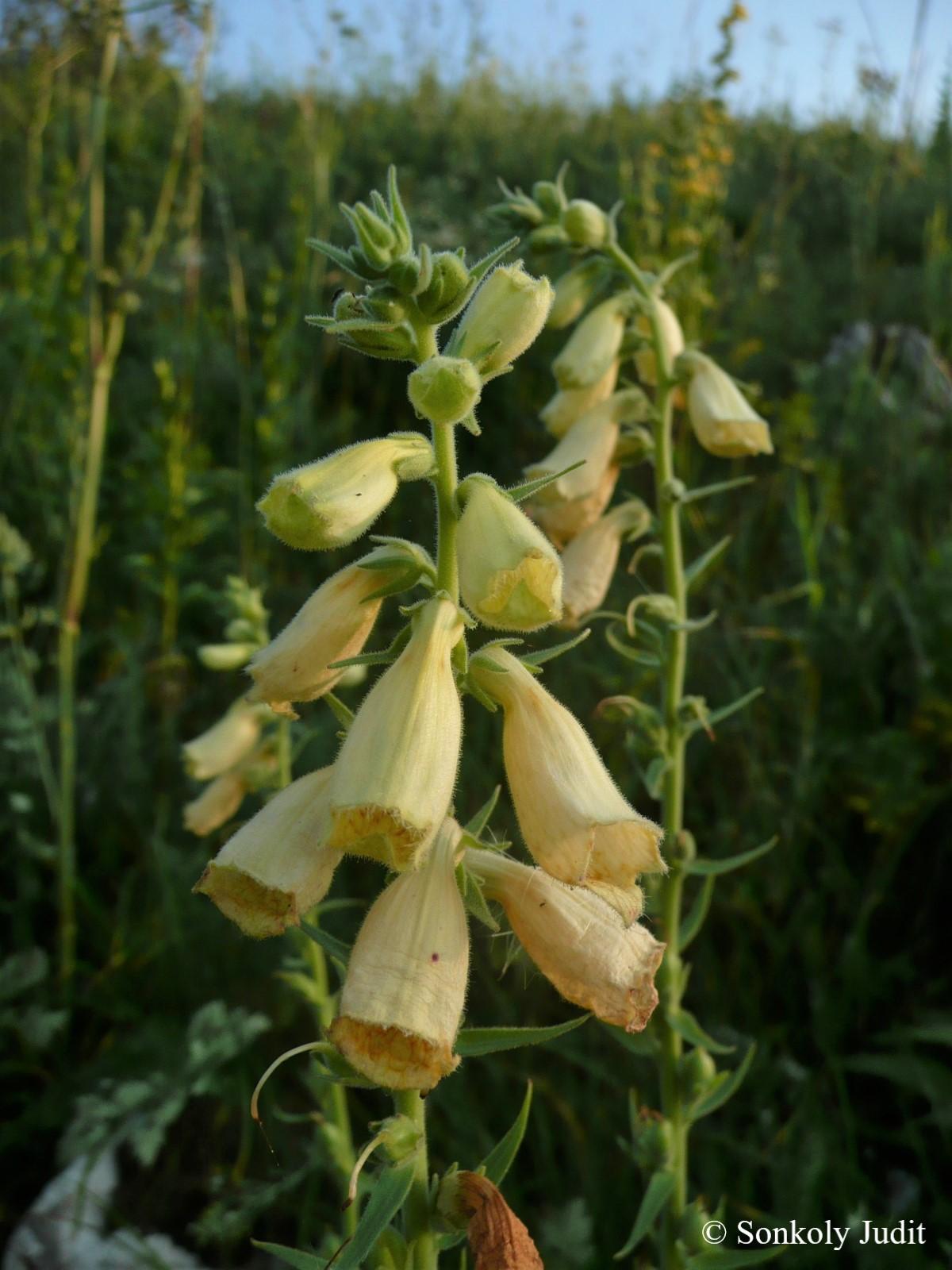 Digitalis grandiflora Mill.