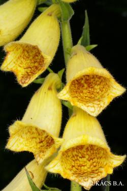 Digitalis grandiflora Mill. 3.Image
