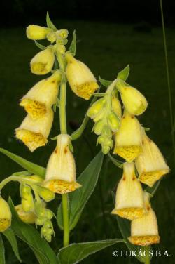 Digitalis grandiflora Mill. 2.Image