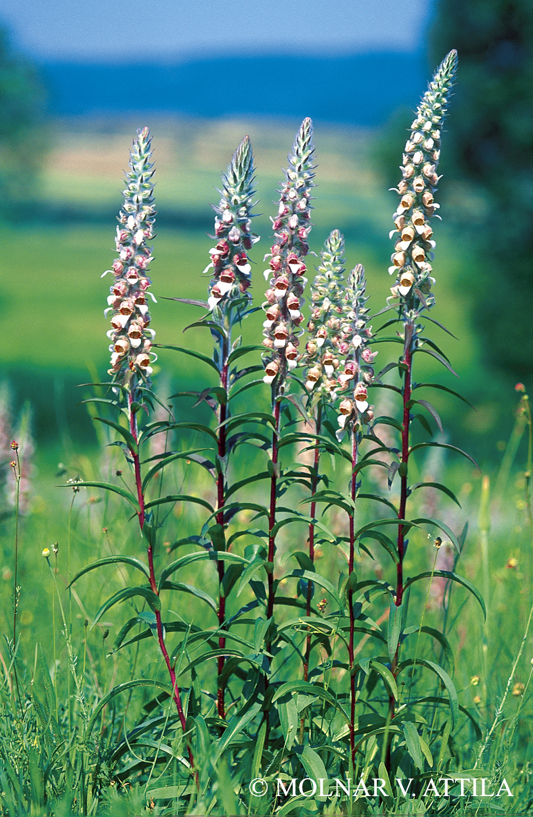 Digitalis lanata Ehrh.