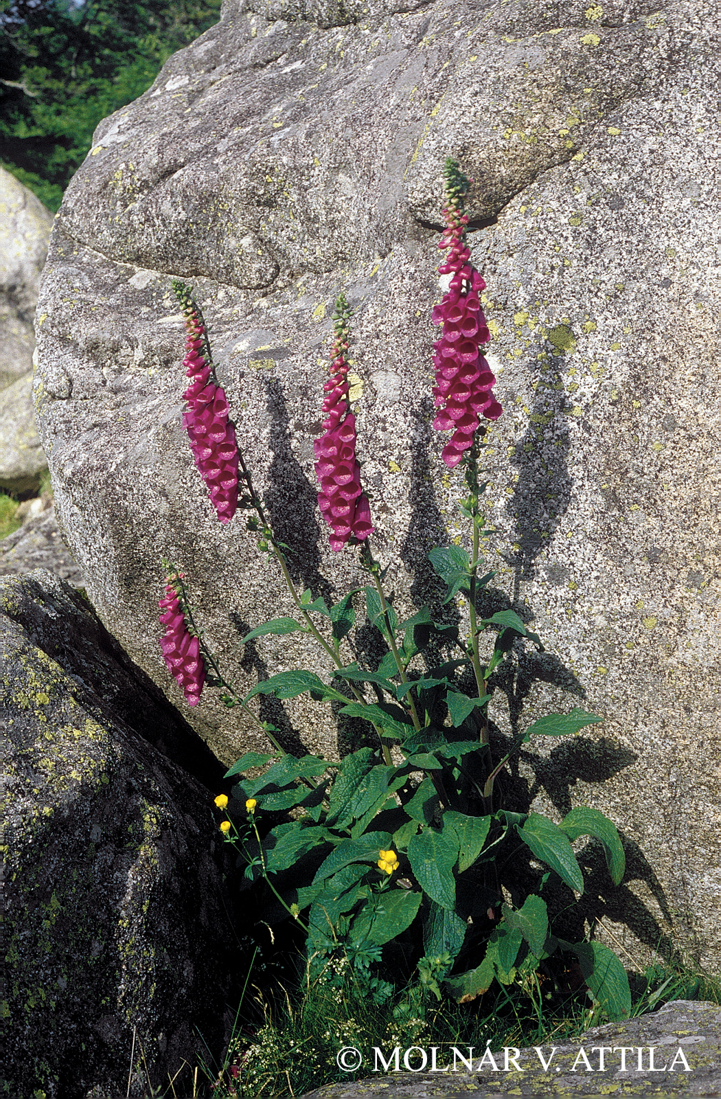 Digitalis purpurea L.