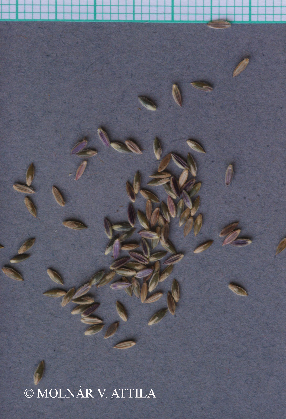Digitaria sanguinalis agg.