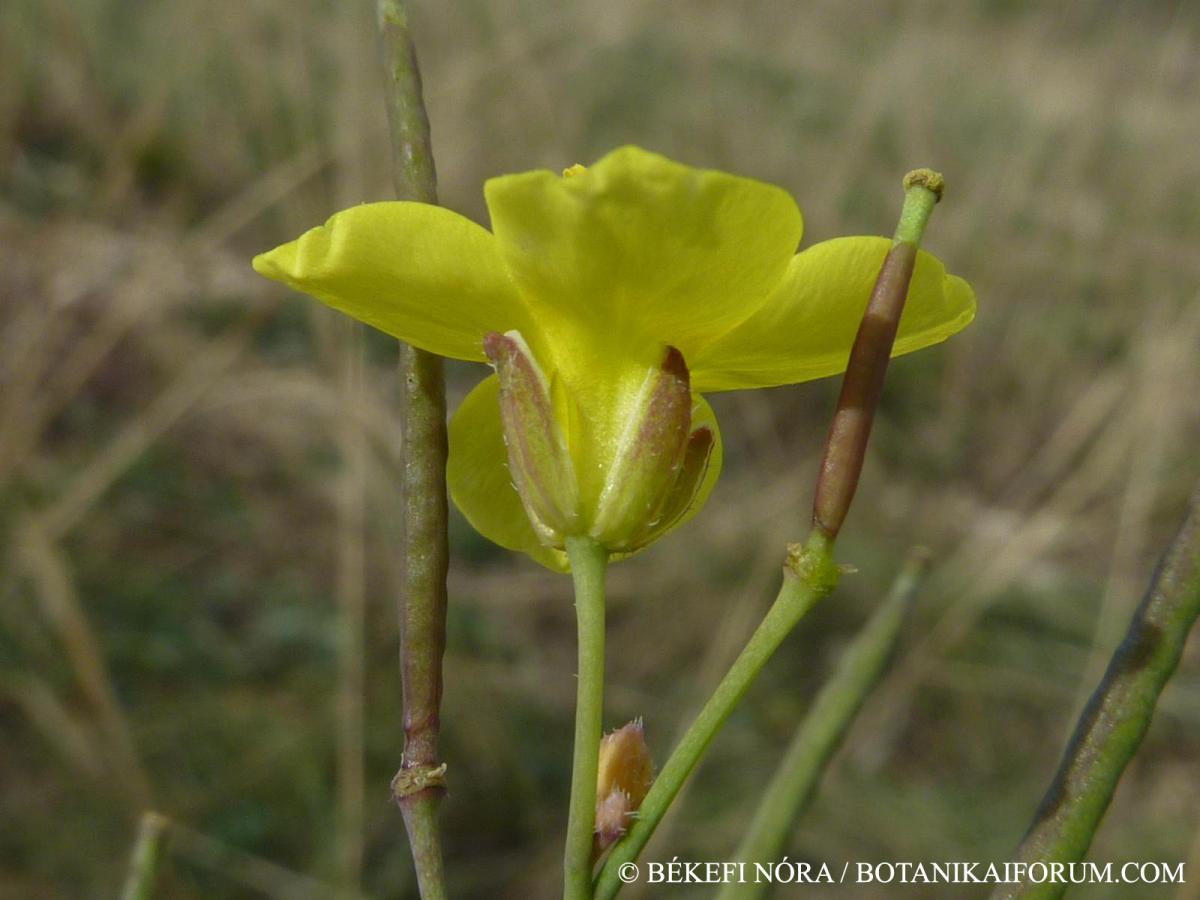 Diplotaxis tenuifolia (L.) DC.