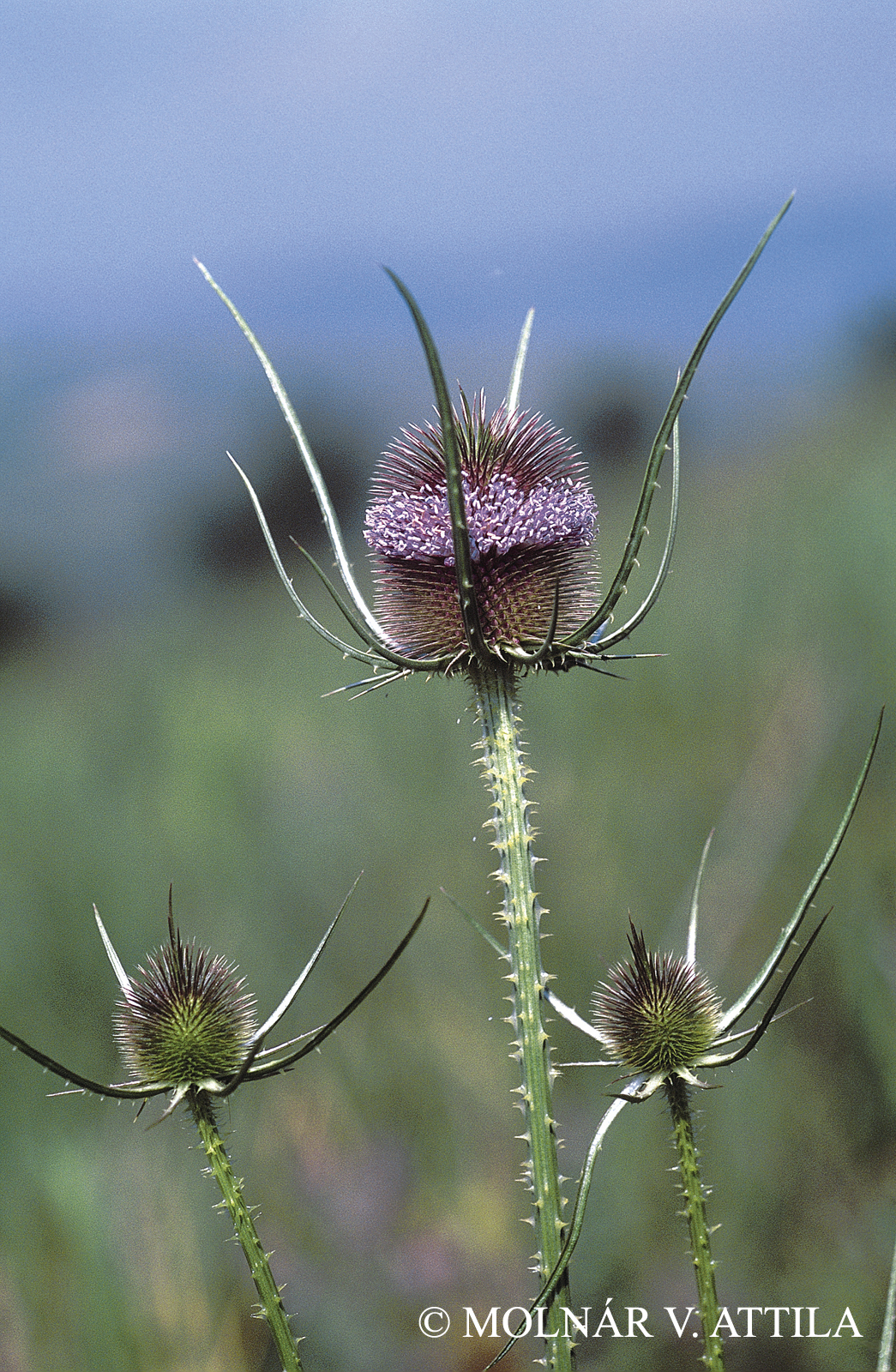 Dipsacus fullonum L.