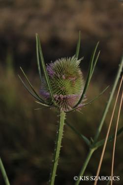 Dipsacus fullonum L. 2.Image