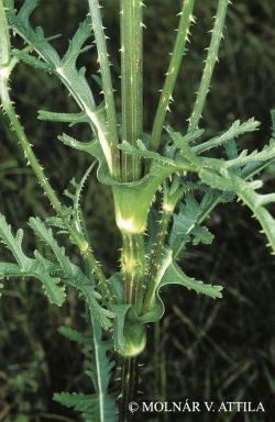 Dipsacus laciniatus L. 2.Image